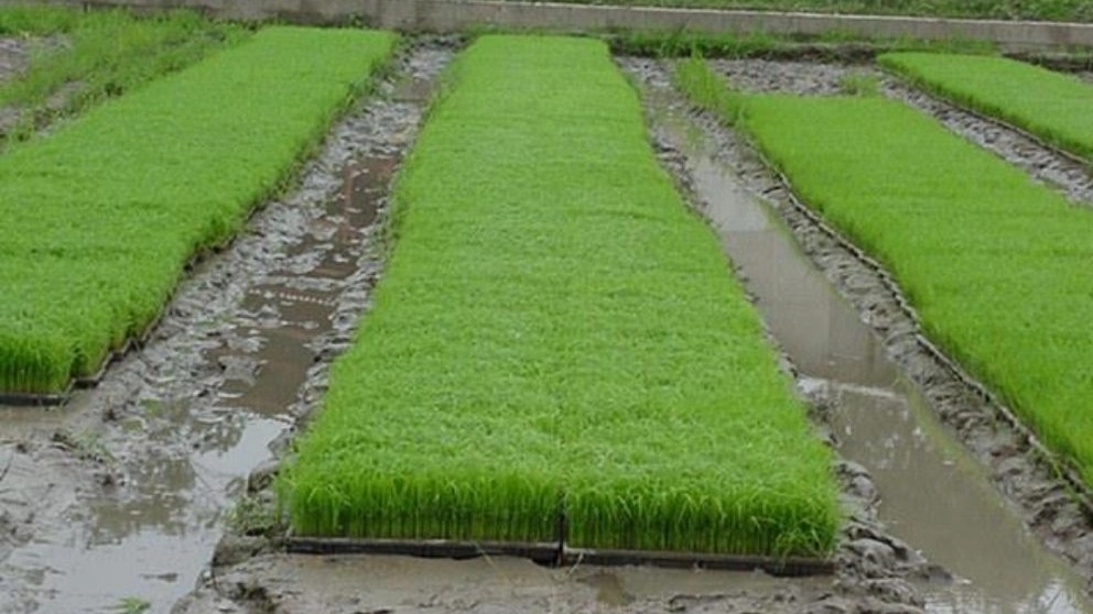 What are the characteristics of suitable soil for growing box seedlings?
