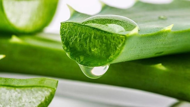 Aloe vera plant maintenance conditions