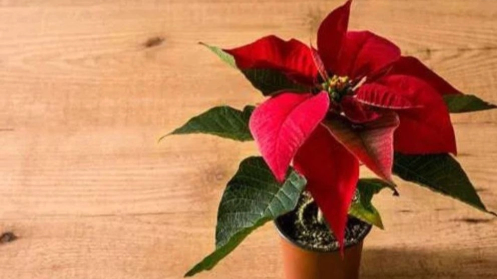 Wholesale purchase of red leaves apartment flower