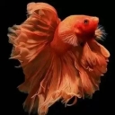 Sale and breeding of fighter fish, Beta Star in Isfahan