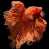 Sale and breeding of fighter fish, Beta Star in Isfahan