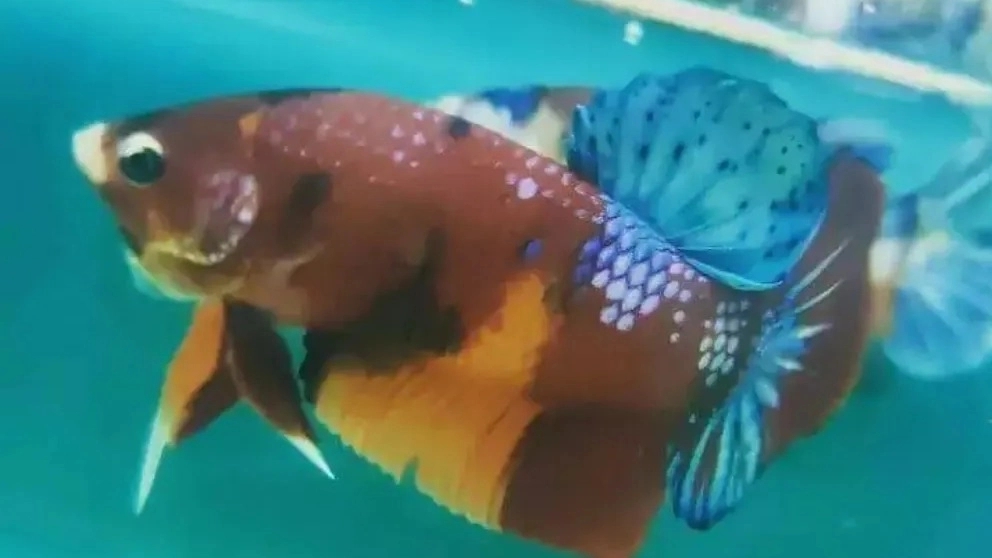 Sale and breeding of fighter fish, Beta Star in Isfahan