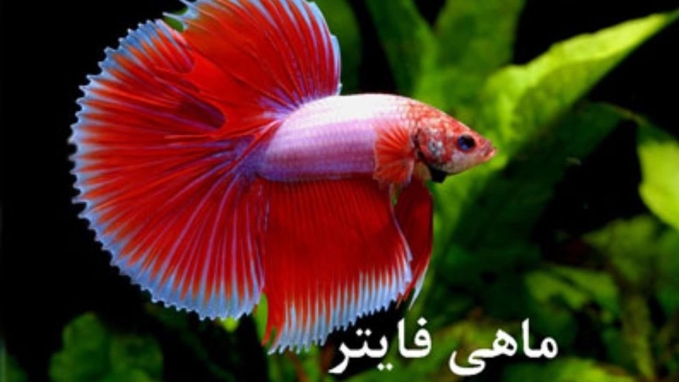 fighter fish