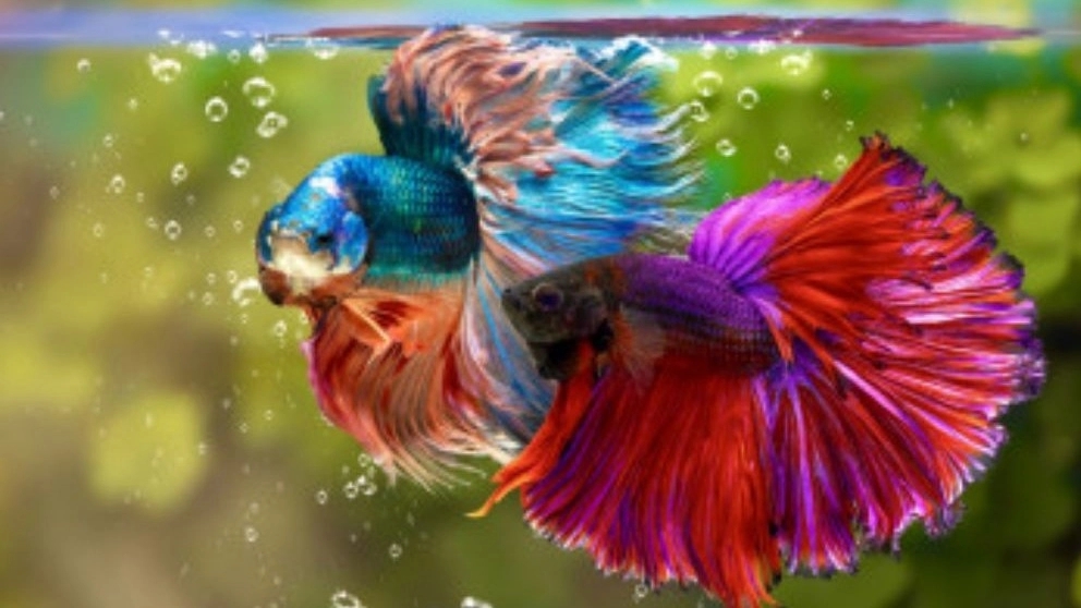 Principles of feeding and nutrition of fighter fish