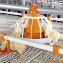 Production and sale of equipment and facilities for Mohammadi poultry farming in Qazvin