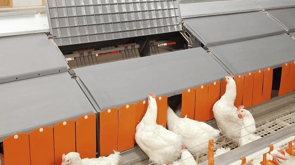Production and sale of equipment and facilities for Mohammadi poultry farming in Qazvin