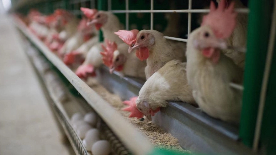 Some of the most important poultry equipment