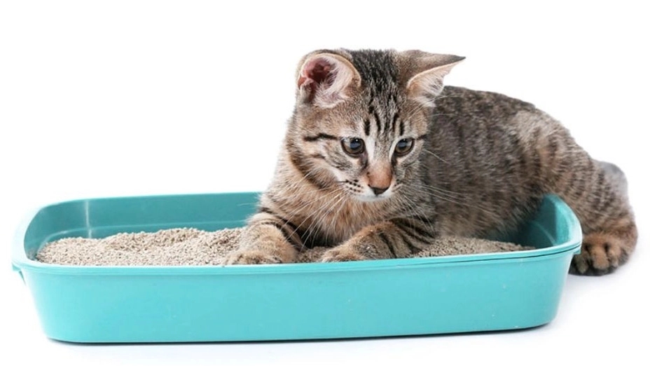 Blue cat scented cat litter