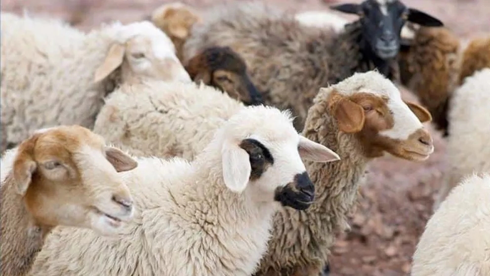 Introduction of Afshar sheep