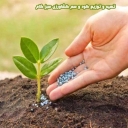Preparation and distribution of agricultural fertilizers and pesticides in Sabzegam in Benab