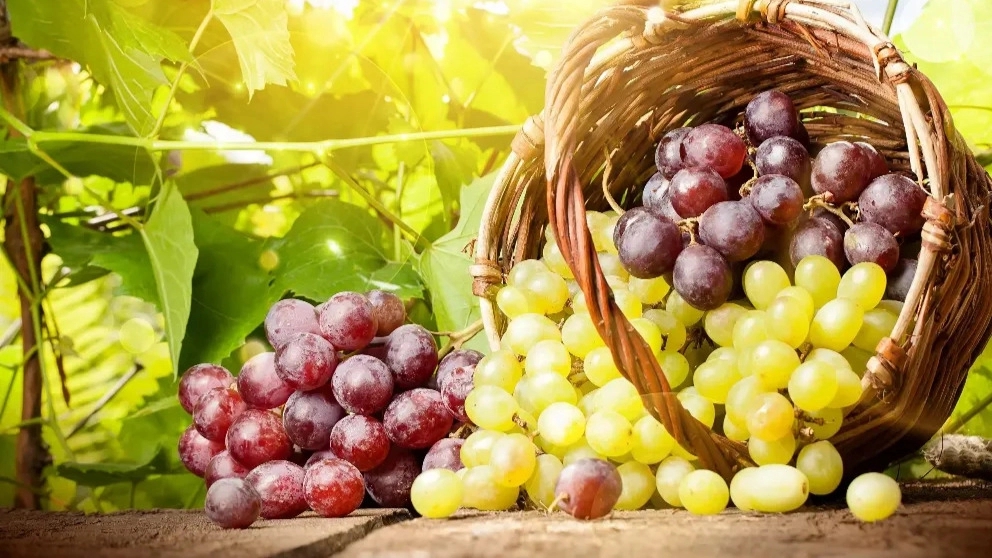 Royan Tak nursery and vineyard in Qazvin vineyard
