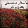 Production and sale of Dutch roses and transplanted citrus seedlings in Dezful, Khuzestan