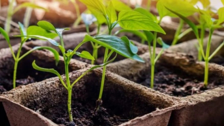 Production and sale of Mohammadosh seedlings and citrus fruits in Urmia
