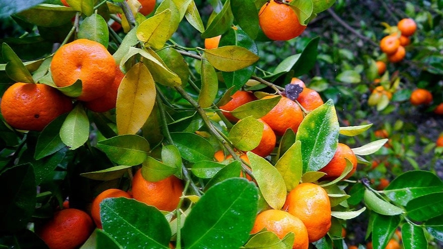 All kinds of citrus fruits