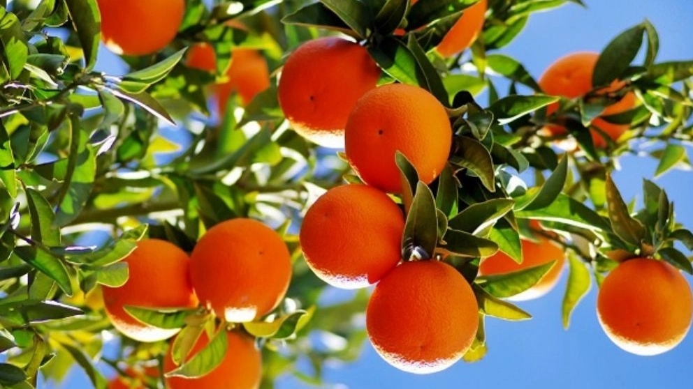 The main factors affecting citrus fruit quality
