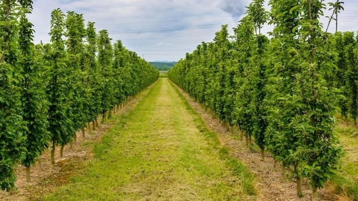 Pashazade nursery and garden in Middle East Azerbaijan