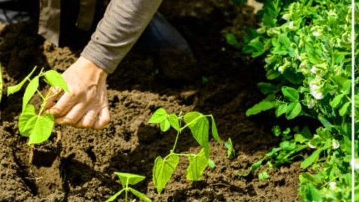 The cause of drying of newly planted seedlings