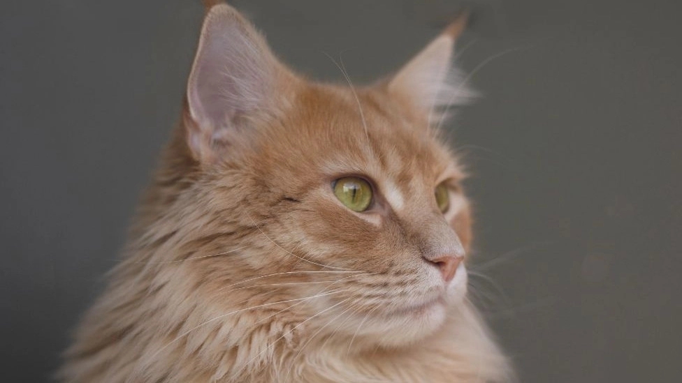 Production and sale of Bloket Hosseini cat litter in Tehran