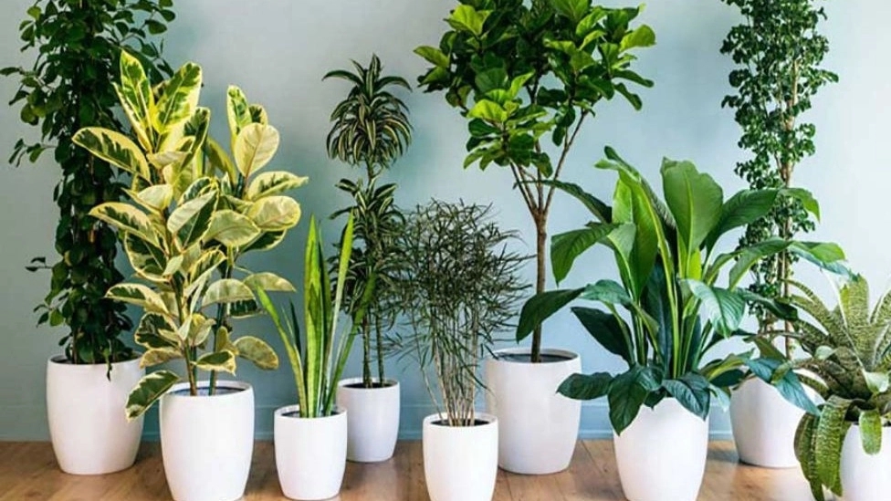 All kinds of indoor flowers and plants