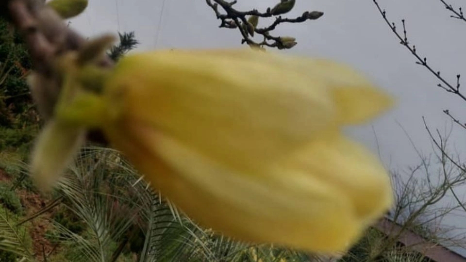 Characteristics of ornamental plants