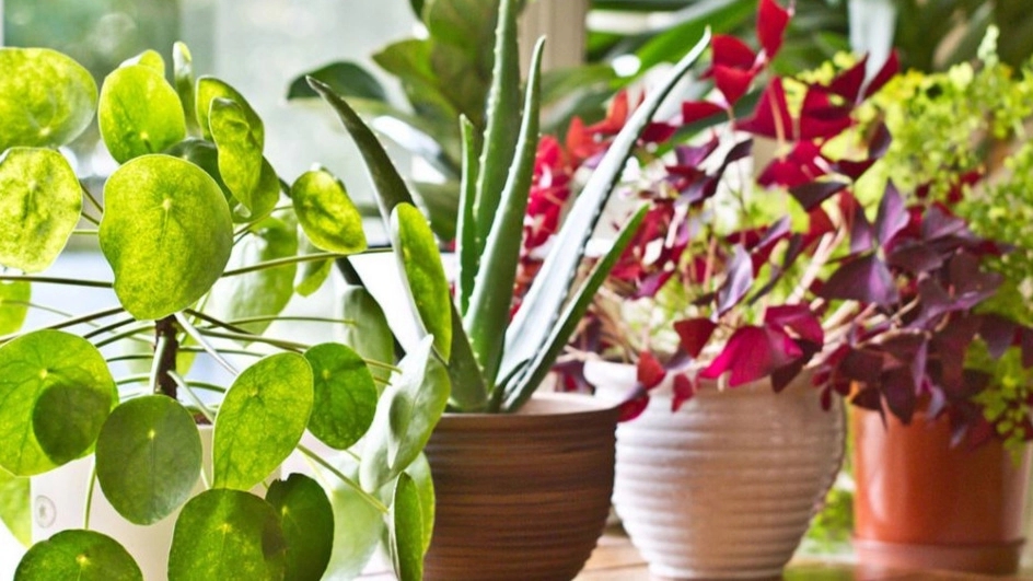 The most famous types of apartment flowers