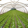 Green leaf greenhouse in the vineyard