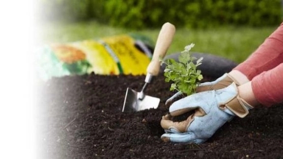 Gardening and gardening services