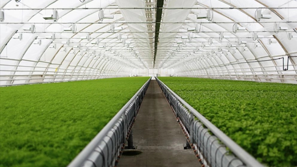 Getting to know the disinfection methods of the greenhouse cultivation bed