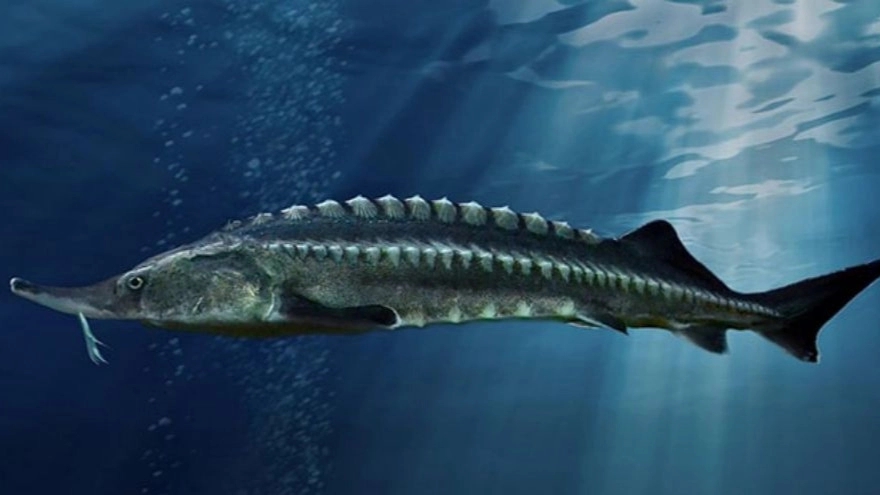 Moghadam sturgeon farm, sturgeon breeding in Ramsar