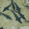 Moghadam sturgeon farm, sturgeon breeding in Ramsar