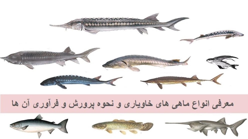 Introducing some types of Caspian Sea caviar