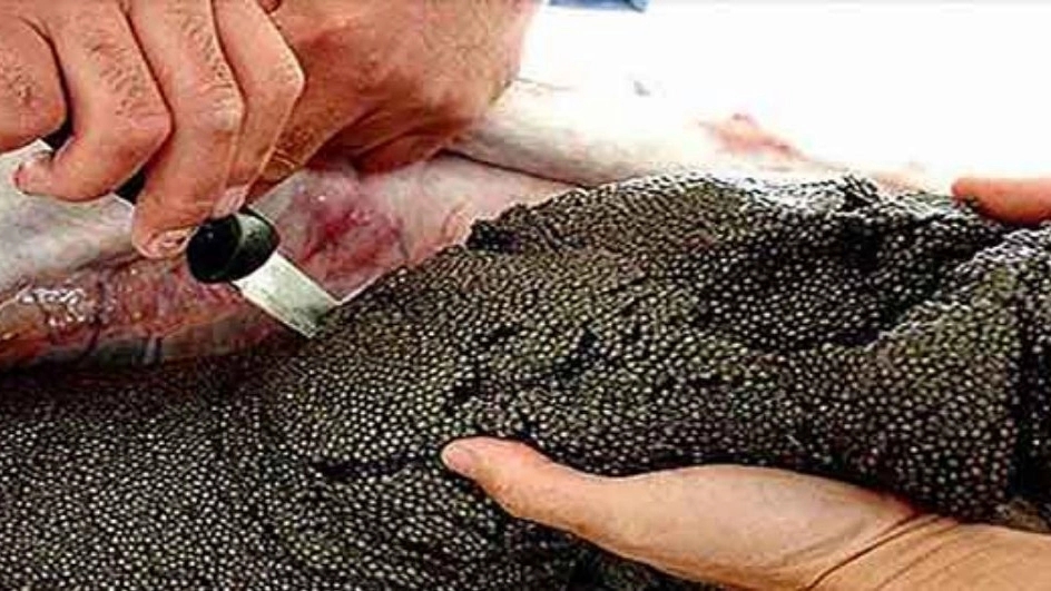 Benefits and properties of caviar for health
