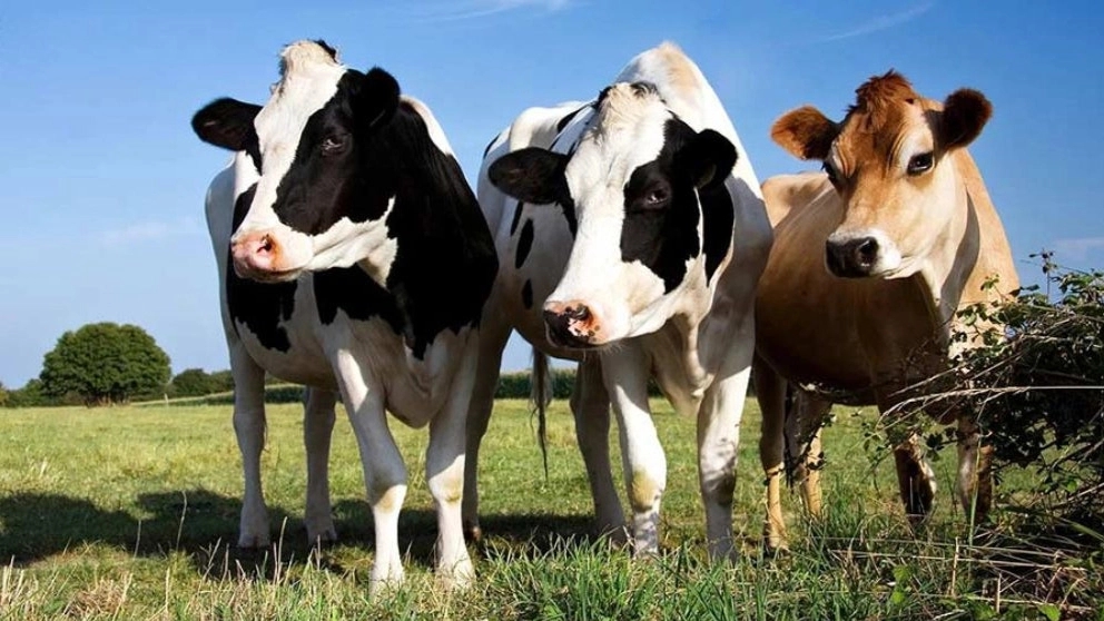 Important points of raising and keeping cows