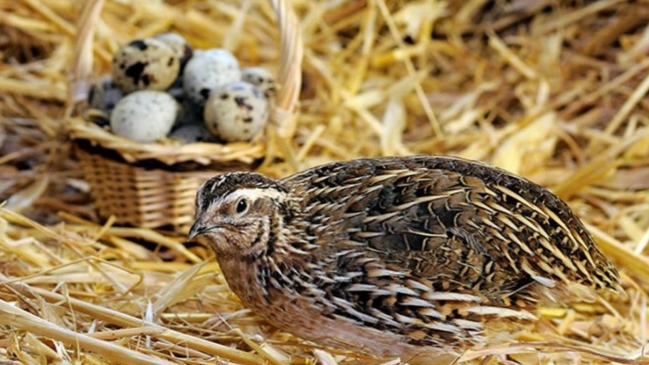 Keeping and raising quail 7600 words