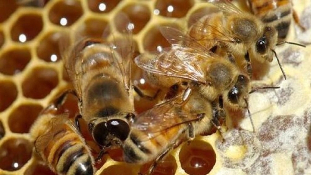 honey production