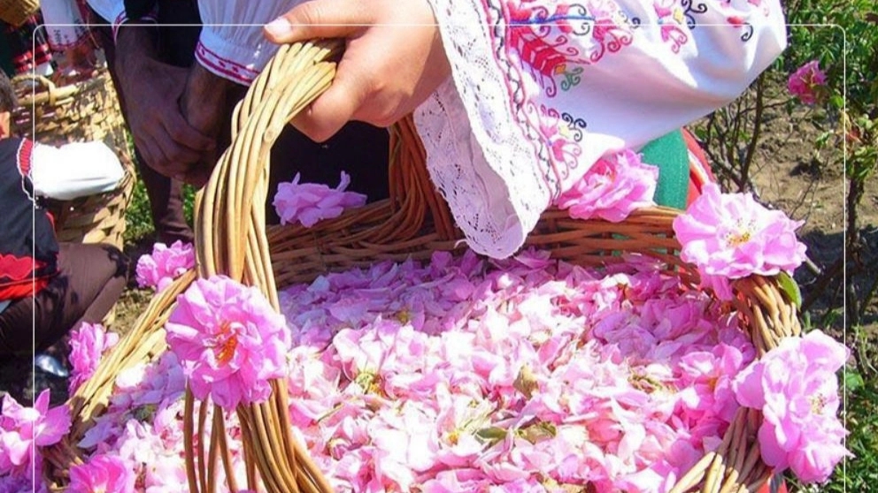 چگونگی تشخیص گلاب اصل از تقلبی