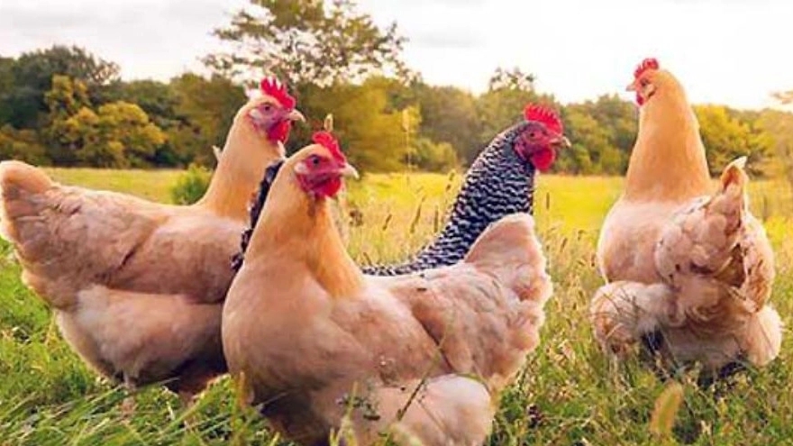 Comprehensive training on raising and keeping native and local chickens