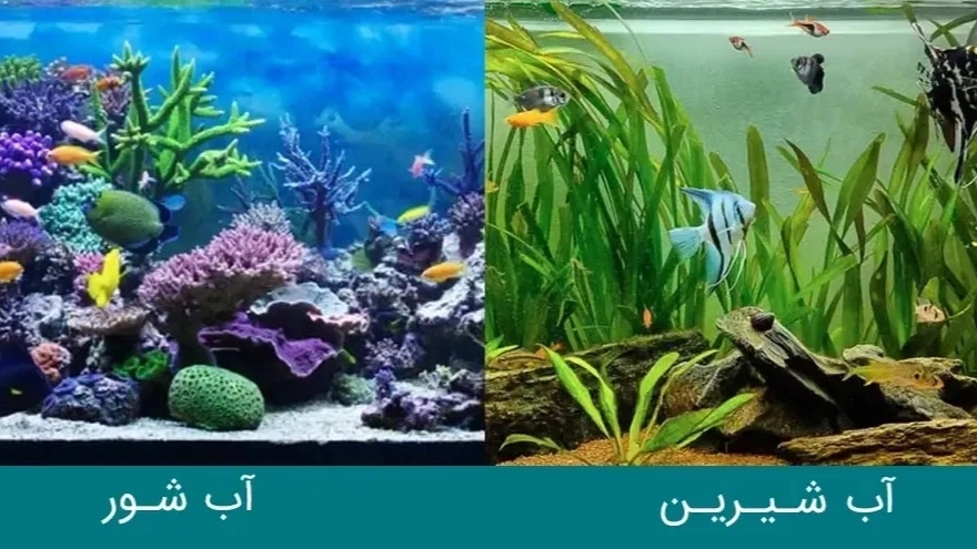ما الفرق بين أسماك المياه المالحة وأسماك المياه العذبة؟