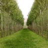 Persian seedling nursery in Miandawab