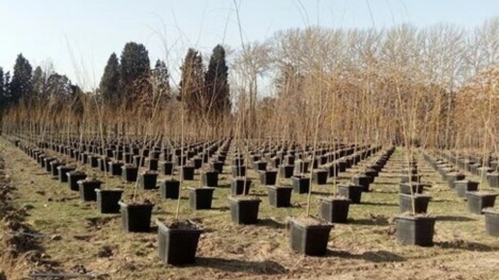 Persian seedling nursery in Miandawab