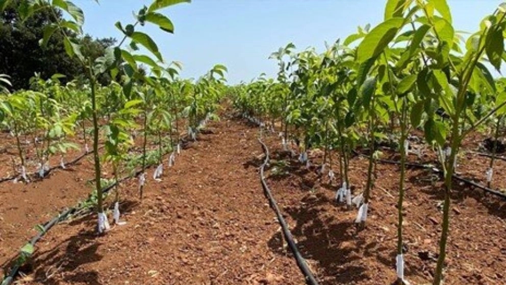 13 important characteristics of a healthy seedling