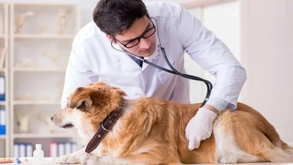 Dr. Peyman Rahimnejad's veterinary medicine in Saqqez