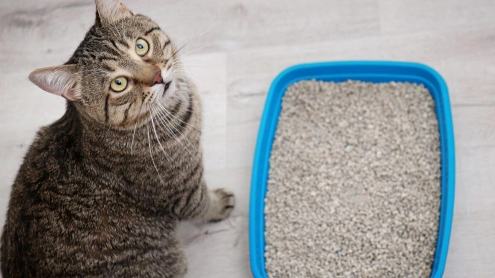 What characteristics should cat litter have?