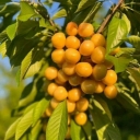 Golden seedlings in West Azerbaijan