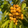 Golden seedlings in West Azerbaijan
