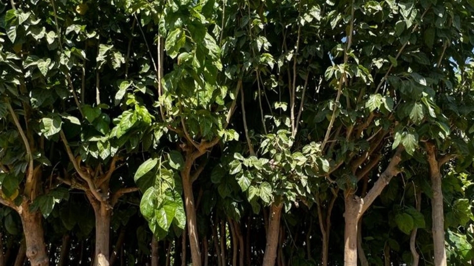 5 ways to identify healthy fruit seedlings