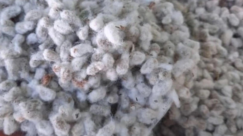 Sale of seed cotton and grade 1 cotton