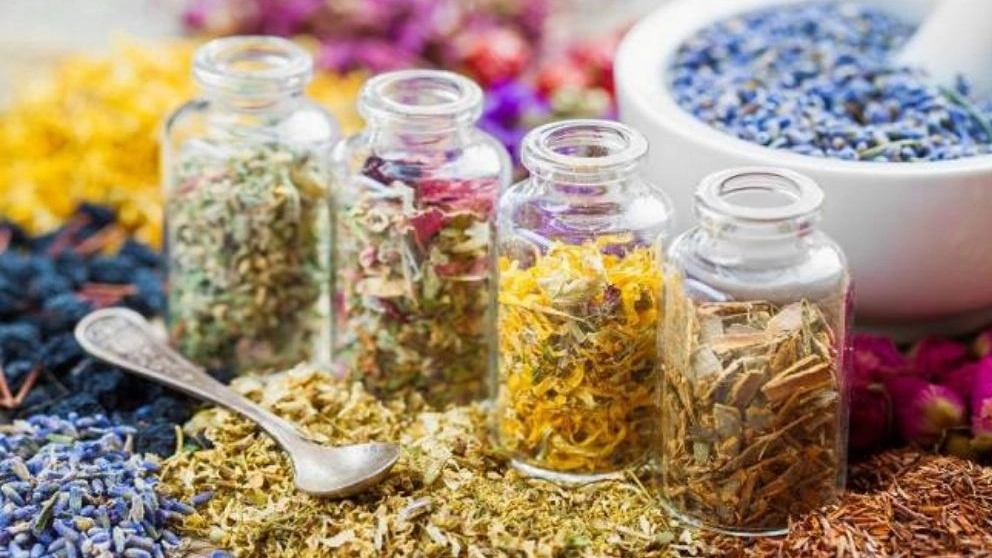 What are medicinal plants called?