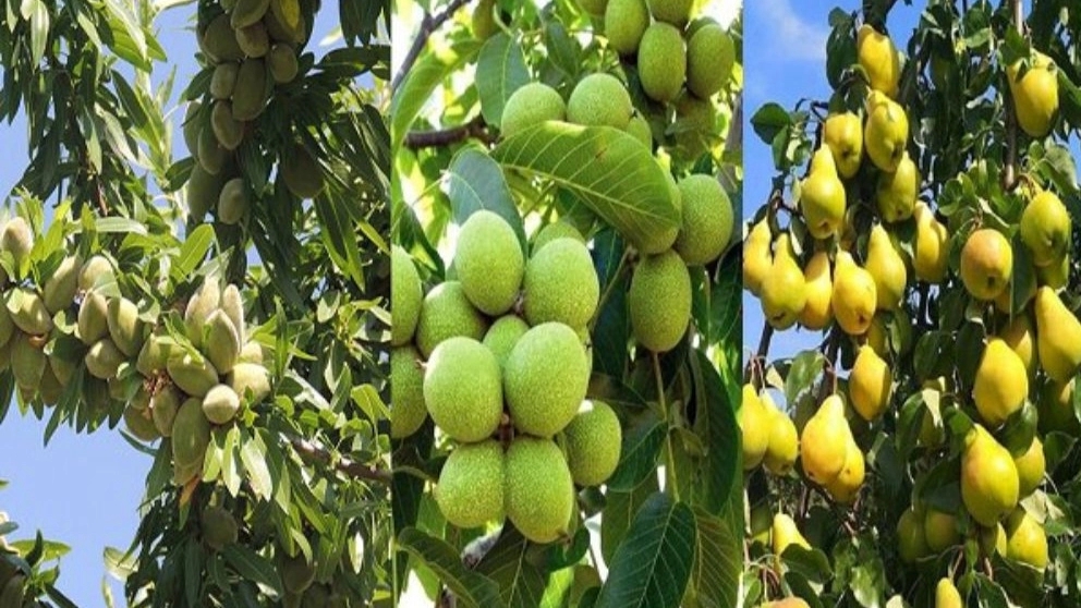 Ariana nursery in Zanjan, varieties of walnut, almond and fruit seedlings modified and resistant to cold