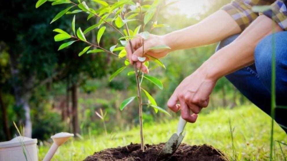 Important points in choosing seedlings